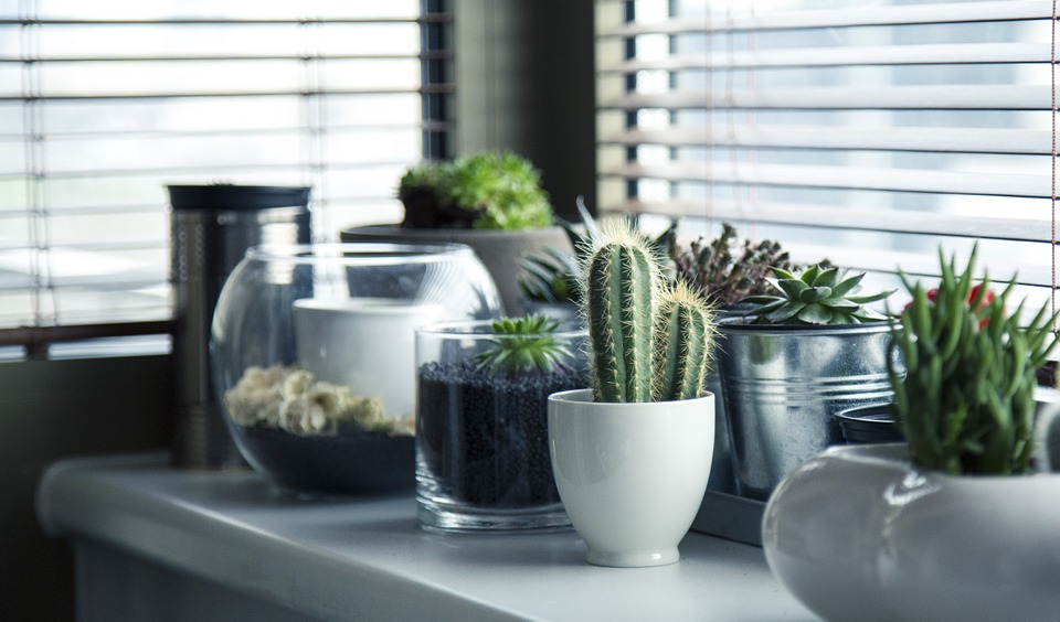 window blinds and cactus plants